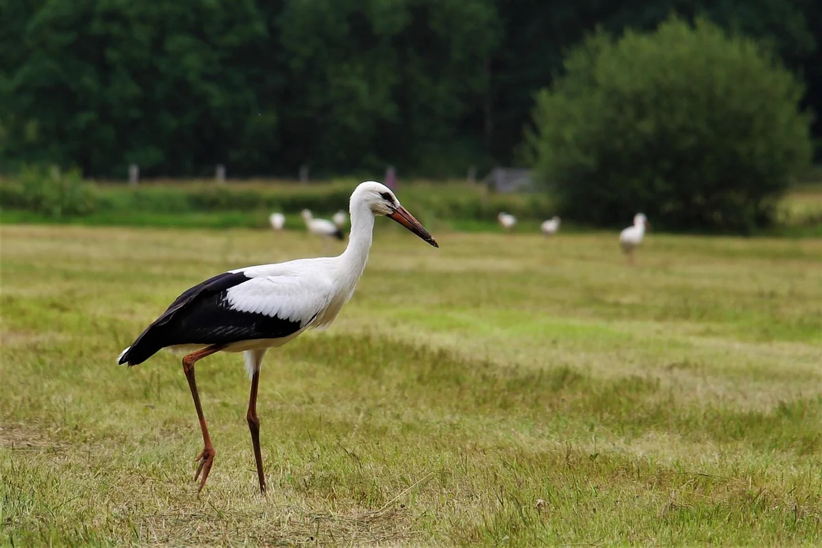 Comment créer une stratégie marketing efficace avec un budget limité ?